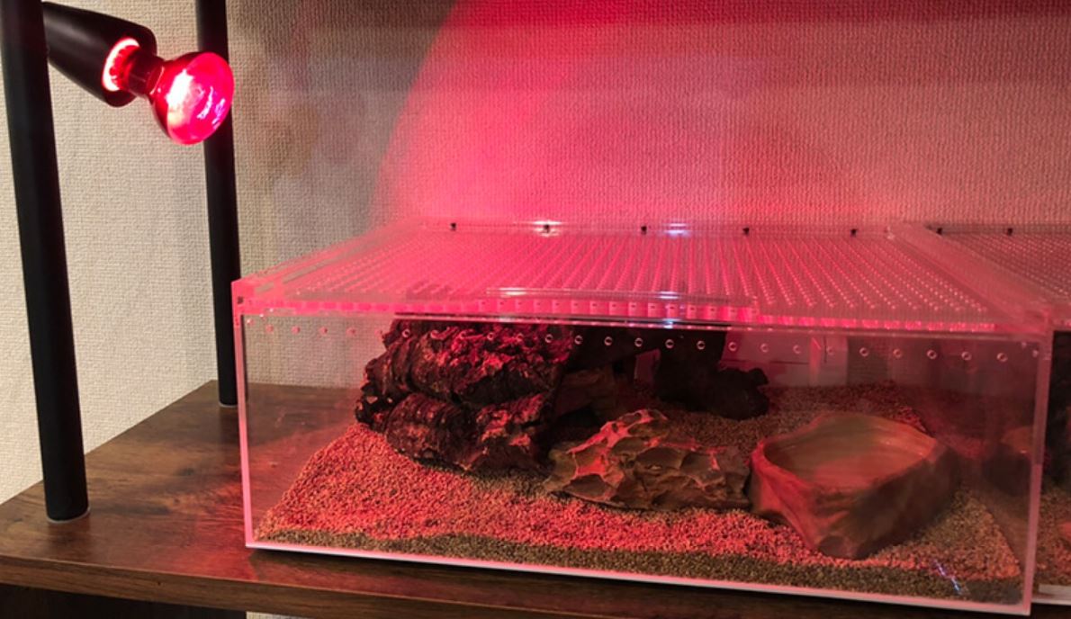 ニホンヤモリの飼育方法｜実際の飼育環境をもとに徹底解説  RepLife 
