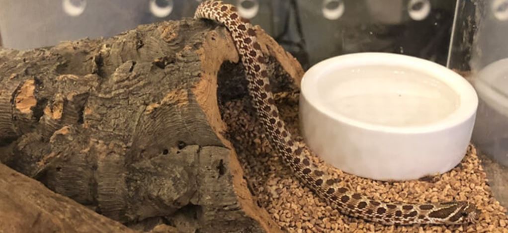 シシバナヘビの飼育方法 実際の飼育環境をもとに徹底解説 Replife 爬虫類 両生類を専門とした情報発信サイト