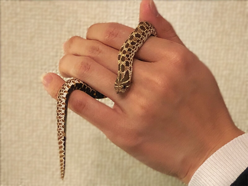 シシバナヘビの写真