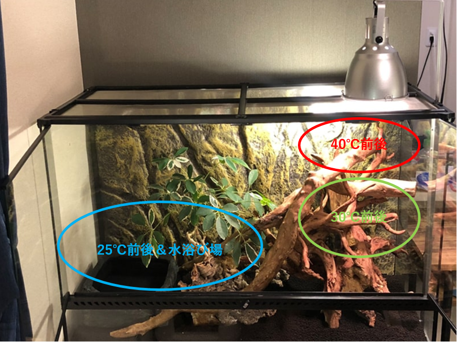 インドシナウォータードラゴンの飼育方法 実際の飼育環境をもとに徹底解説 Replife 爬虫類 両生類を専門とした情報発信サイト