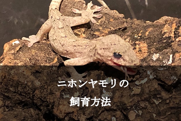 生態 ヤモリ ニホンヤモリの飼い方！黒くなる理由や脱皮不全の予防方法！